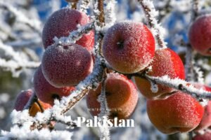 winter fruits in pakistan